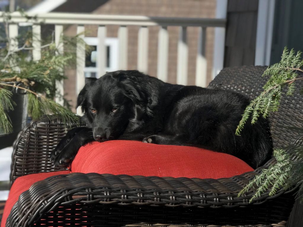 Australian shepherd puppies in Rhode Island,  miniature Australian shepherd puppies in ri