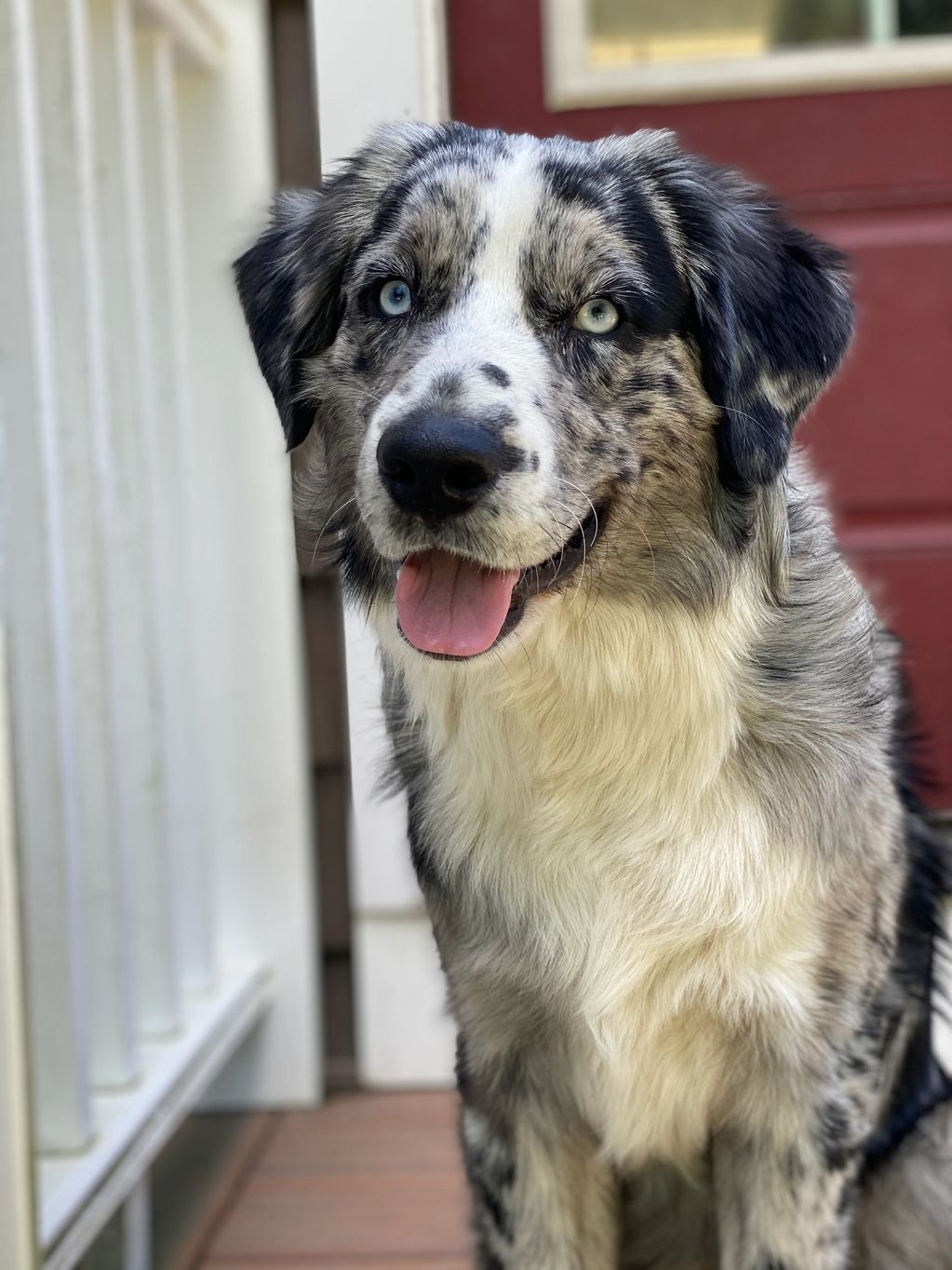 Blue Merle Bi Australian shepherd puppies in RI. Australian Shepherd Puppies