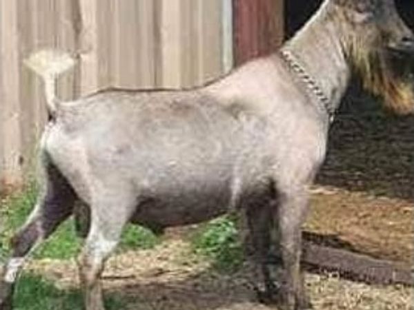 Jacksons Royal BW Coast Guard