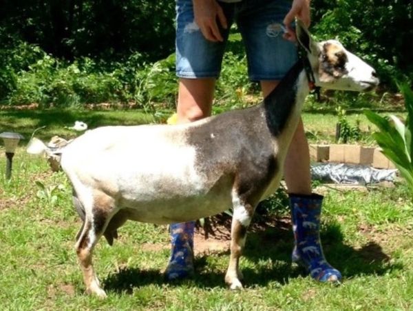 Jacksons Royal B Freecell