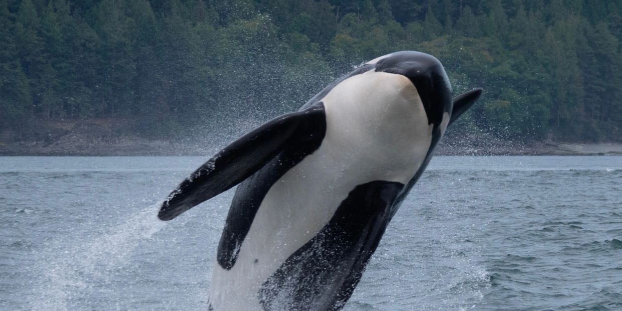 Orca whale breaching water near forested shore.