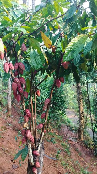 Cacao tree with ripe pods in a lush forest setting.