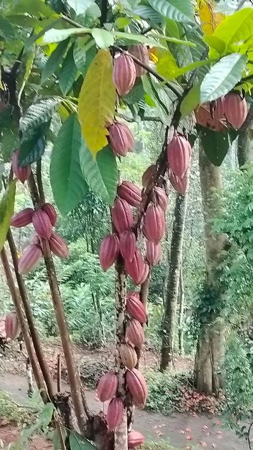 Cacao pods hanging from tree branches in a lush forest.