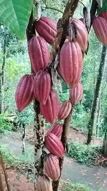 Pods of cacao growing on a tree trunk in a lush forest.