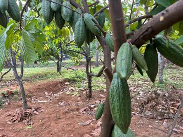 Green cacao pods growing on a tree in a plantation.