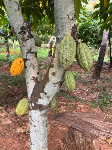Cacao pods growing on a tree with green and ripe yellow fruits.
