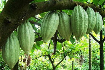 Green cacao pods hanging from a tree branch in a lush plantation.