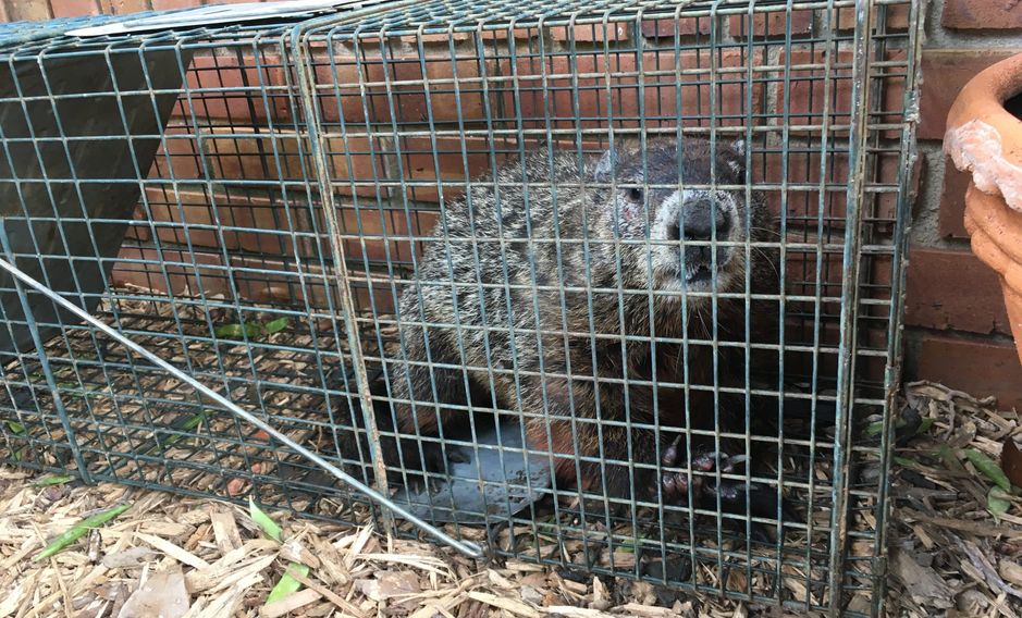 One of the many groundhog that was trapped in the Green Street area of Gainesville. Call for a quote