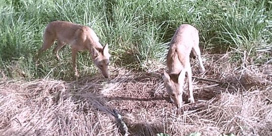 A pair of Coyote caught on a trail camera at a school in Hall County.