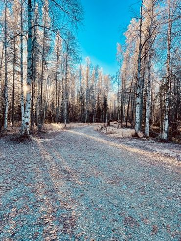 Cabin view on 5 acres of forested land.