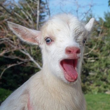 Nigerian Dwarf goat kids for sale in Black Forest, CO.  Dams in milk, does for breeding, pet wethers