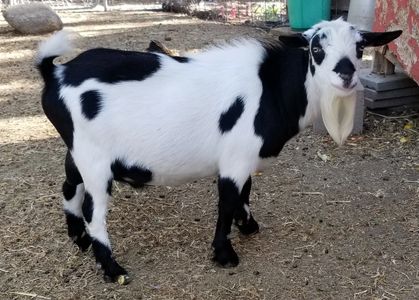 Purple Mtn Minis Cowboy Nigerian Dwarf goat Colorado