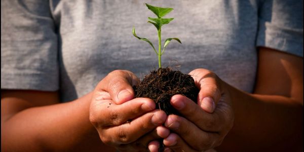 Hands gently holding a small plant with soil, symbolizing growth and care.