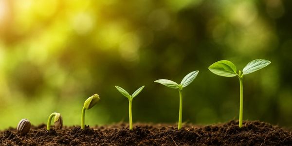 Sequence of seedling growth stages in soil with sunlight.