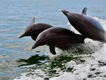 Awesome shot of dolphin jumping in our wake