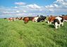 Pasture thrives, adding great benefit to the cows and your bottom line