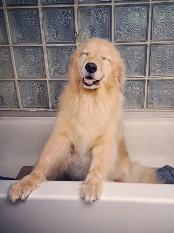 Golden retriever smiling happily in a bathtub.