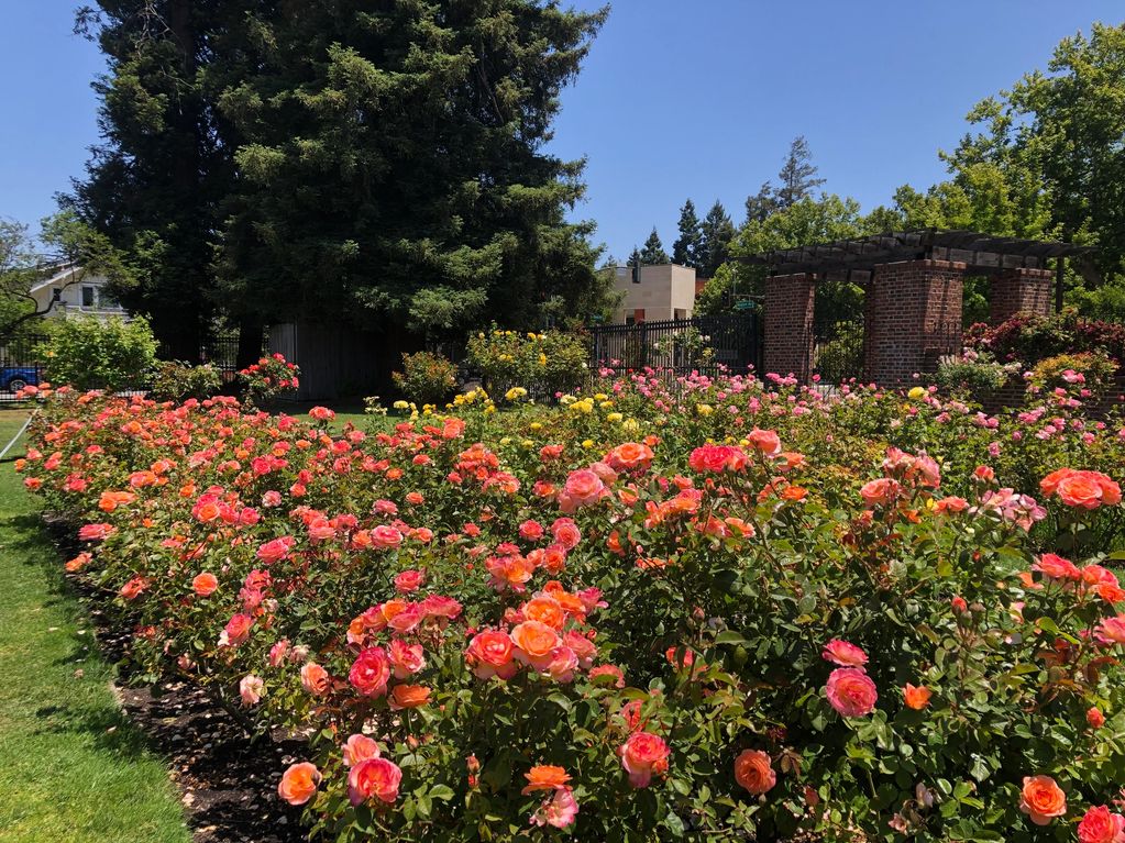 A vibrant rose garden under a clear blue sky with brick structures in the background.