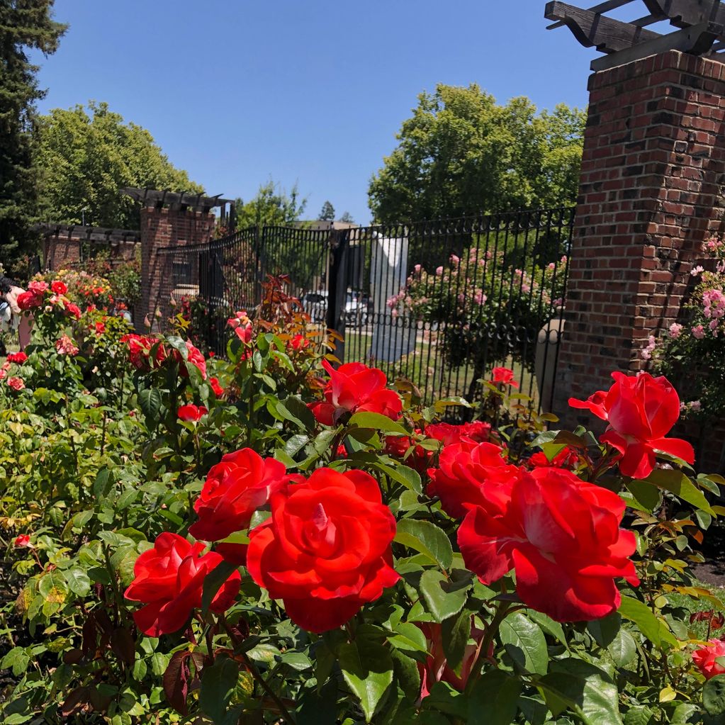 Bright red roses bloom in a sunny garden with a brick and iron fence backdrop.