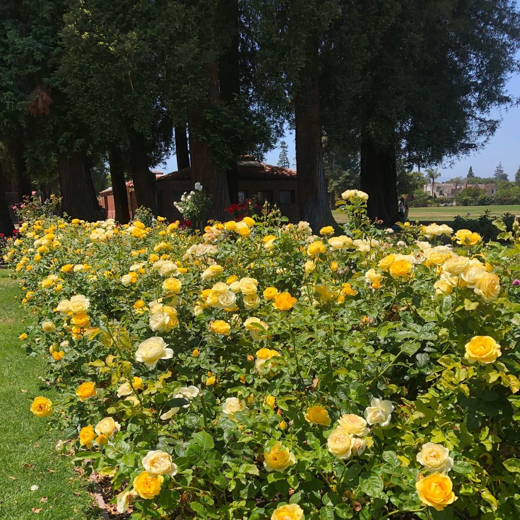 A vibrant garden bed filled with yellow and cream roses under tall trees.