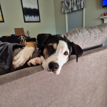 Dog resting on a couch looking at the camera.