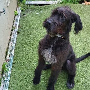 Black dog sitting on grass looking attentive.