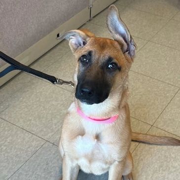 Cute dog with one ear up and one ear down.