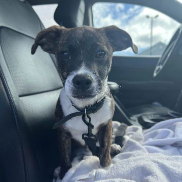 Small dog sitting on car seat.