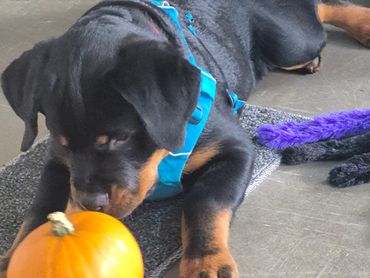 Rottweiller puppy sniffing a Halloween pumpkin