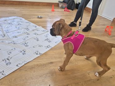 Boxer dog puppy looking at floor