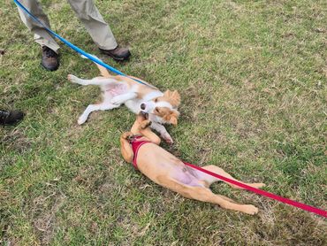 two puppies laying on the floor playing