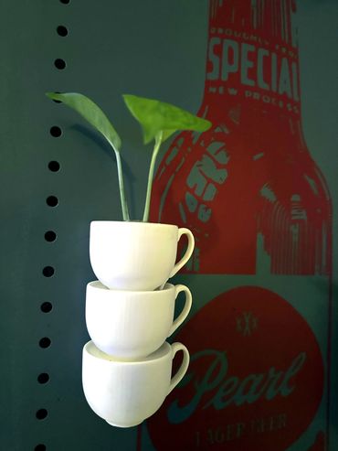 Propagation Planter of three stacked white coffee cups holding a green plant cutting on a wall