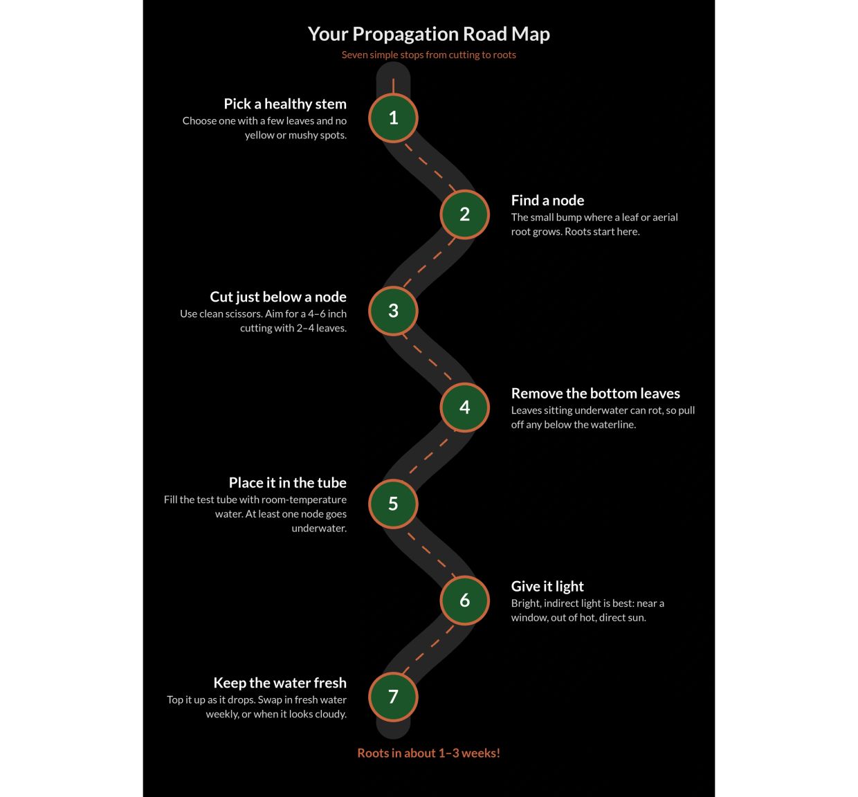 Road map of the seven steps: pick a healthy stem, find a node, cut below a node, remove bottom leave