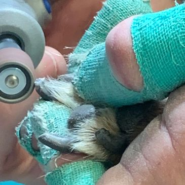 pet nail trim by peticured