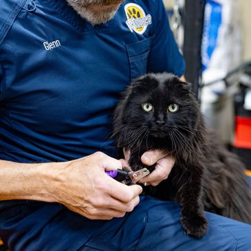 cat nail trim