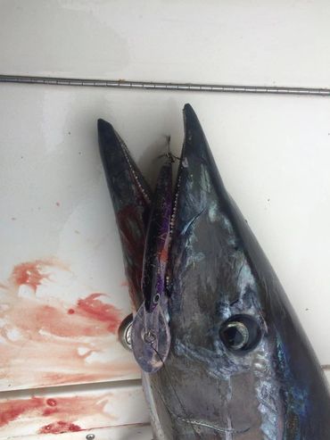 Caught fish with a lure in its mouth