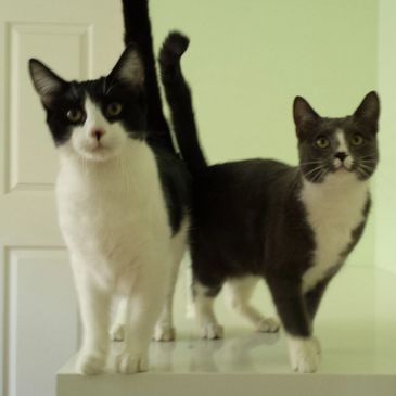 Cat sitting client cats Ding Dong and Ding Ding