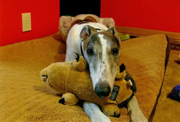 Grainger the Greyhound dog with his hedgehog toy