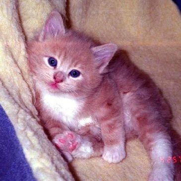 Cutest little kitten picture