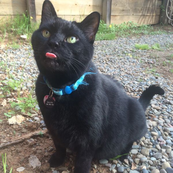 Black cat outside with tongue sticking out