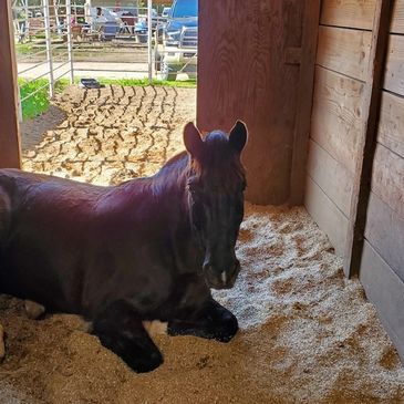 Adorable dark bay horse lying in comfortable shavings in box stall, with view of large outdoor run i