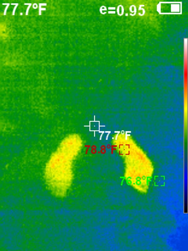 thermal inspection, Mold Testing, certified mold inspection, mold inspection services