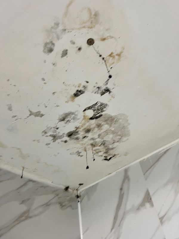 mold inspection, Mold Testing, certified mold inspection, mold inspection services