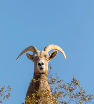 Close-up of a bighorn sheep with curved horns.