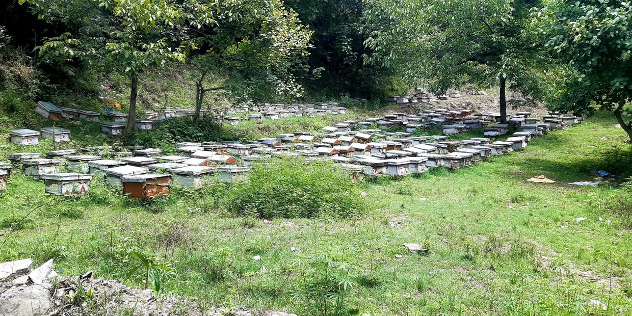 Numerous beehives arranged on a grassy field surrounded by trees.