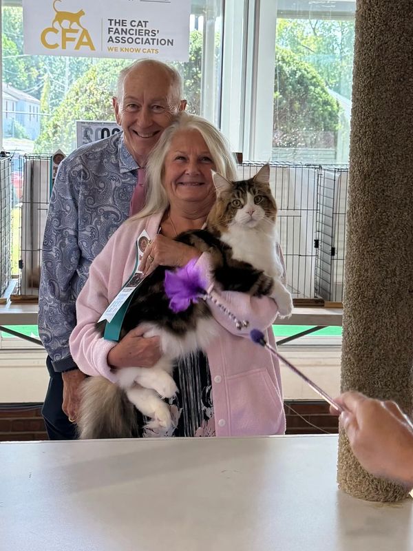 Proud home of the current #1 Maine Coon worldwide in CFA show competition.