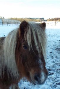 Camella of Tweedside “Camella”
38” 16 year old chestnut Shetland pony mare –
Camella is an absolut