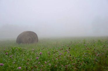 Hayfield in the morning