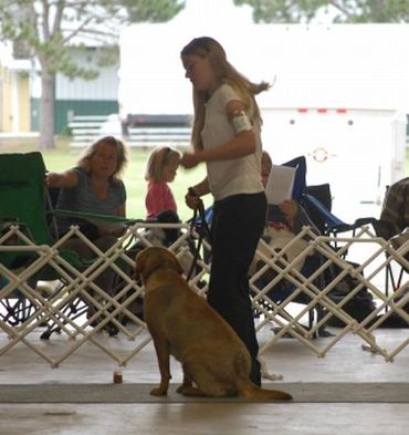 4-H dog training