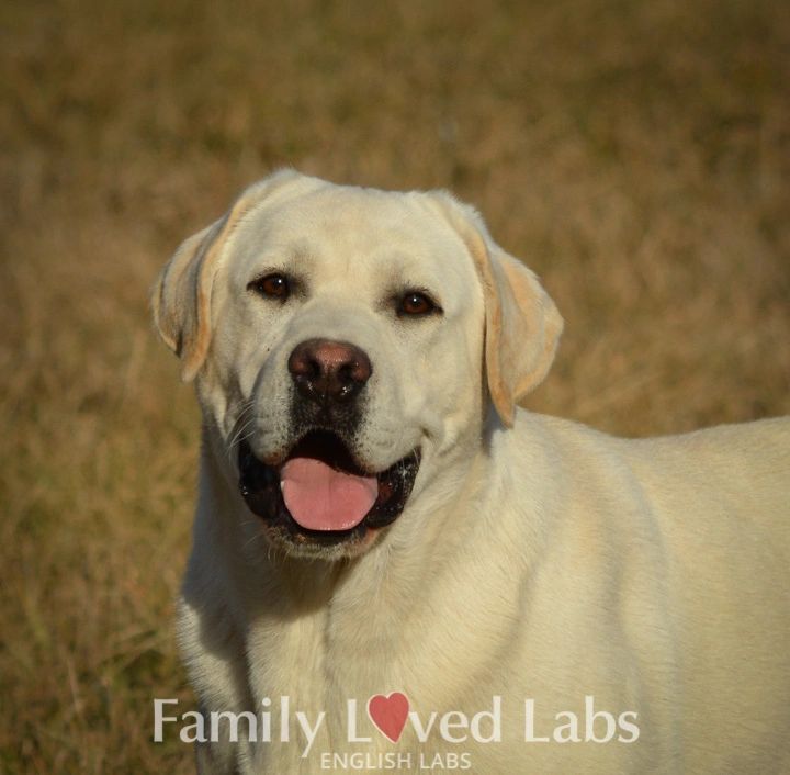 Labrador with Brown Eyes